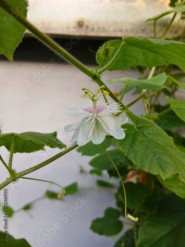 Tropical Wild Passionfruit Plant with Delicate White Blossoms