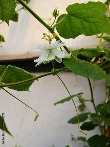 Tropical Wild Passionfruit Plant with Delicate White Blossoms