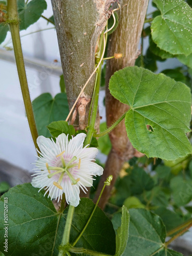 Tropical Wild Passionfruit Plant with Delicate White Blossoms