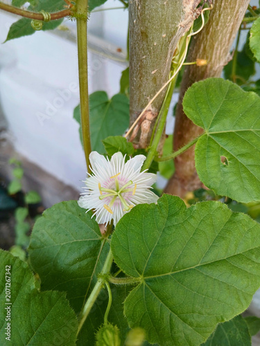 Tropical Wild Passionfruit Plant with Delicate White Blossoms