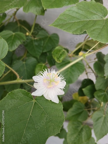 Tropical Wild Passionfruit Plant with Delicate White Blossoms