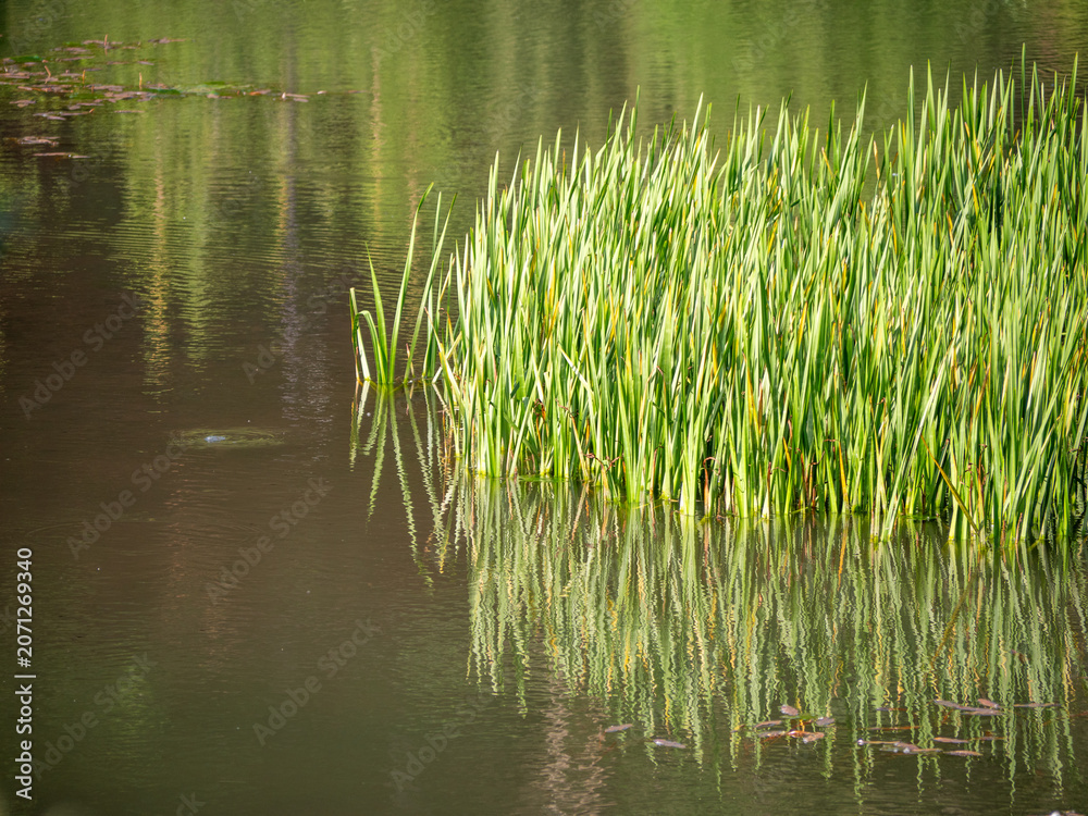 Obraz premium Green reeds reflected on the calm surface of a pond. Aquatic vegetation in a natural wetland habitat creating a peaceful waterside landscape.
