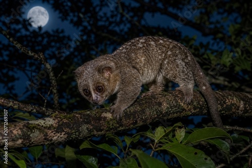 Potto moving on rainforest branch under moonlight, natural habitat.