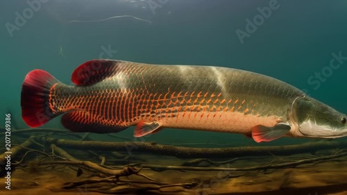 Giant Arapaima Fish Swimming Underwater in Amazon River