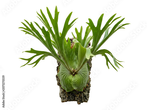Staghorn fern mounted on bark green epiphytic jungle plant, isolated on transparent background