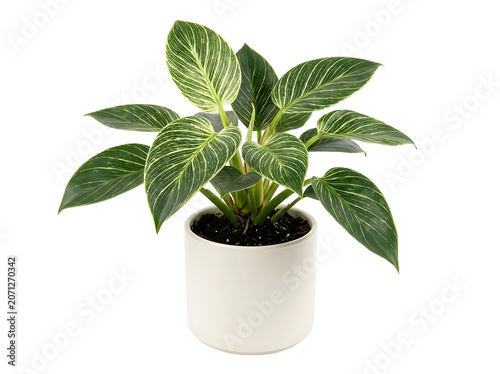 Potted Philodendron Birkin plant with green and white variegated leaves, isolated on transparent background