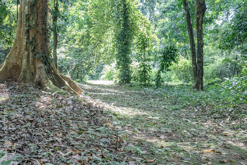 Sunlit rustic stone footpath curving through a green tropical woodland, made for adventure travel, walking tours, heritage tourism and peaceful outdoor lifestyle content.