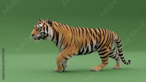 Tiger walking on green background