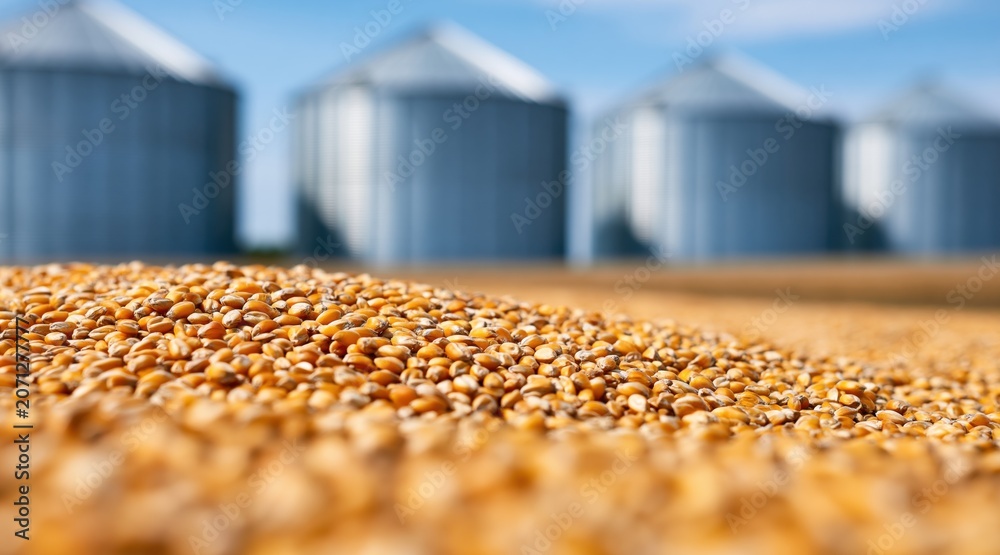 Fototapeta premium Harvested corn kernels with metal grain silos in background