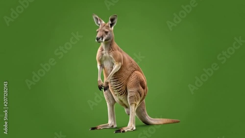 Kangaroo standing, front view, green background