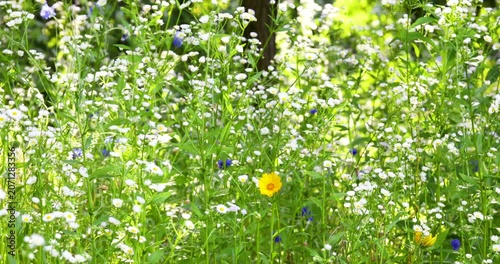 Beautiful field of white erigeron annuus flowers swaying gently