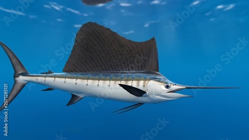Sailfish swimming underwater, ocean marine life