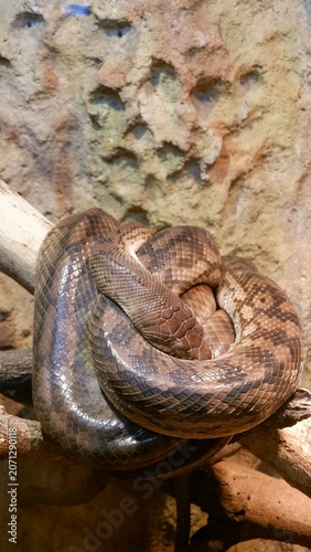 Large Brown Carpet Python Coiled Resting on a Branch in a Naturalistic Terrarium Habitat Environment