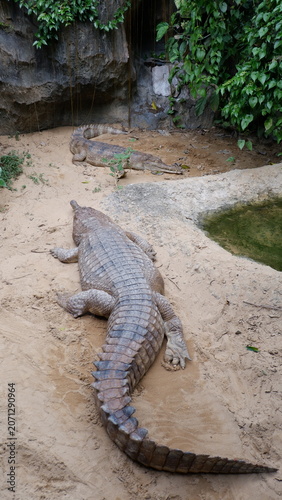 Two powerful reptilian predators, likely crocodiles or alligators, basking on sun-warmed sandy terrain in a naturalistic outdoor habitat, highlighting their formidable scales and ancient lineage