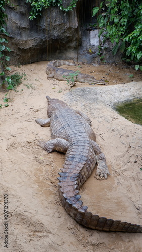 Two Large Crocodiles Resting on Sandy Terrain in a Tropical Habitat Enclosure