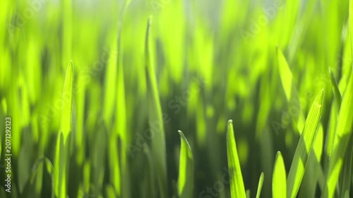 Fresh green grass blades glow under soft sunlight. Grass grows densely in shallow focus. Background softly blurred with warm light. Nature scene shows early morning or late afternoon