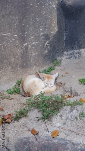 A peaceful fennec fox resting quietly curled up on the sandy ground near a stone wall in its natural desert habitat environment