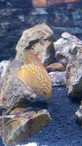 Captivating discus fish with mesmerizing orange and white patterns, gracefully swims in its vibrant aquatic habitat, surrounded by natural rocks within an indoor aquarium