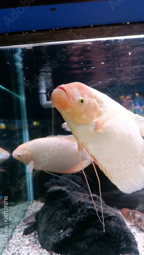Close up view of a pair of beautiful white giant gourami fish swimming gracefully inside a clear glass aquarium tank