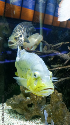 Two exotic tropical cichlid fish swimming together inside a large clear aquarium tank with underwater rock decor