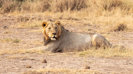 African lion looking over shoulder whild laying down in Amboseli National Park in Kenya Africa