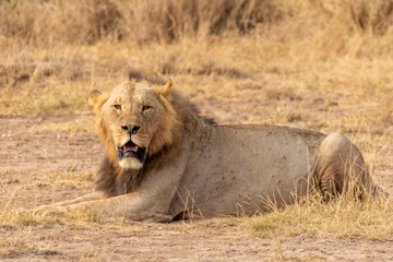 African lion in laying down on ground Amboseli National Park in Kenya Africa