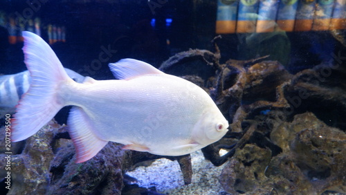 Albino pacu fish swimming in a freshwater aquarium tank with driftwood and rocks