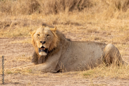 African lion in laying down on ground Amboseli National Park in Kenya Africa