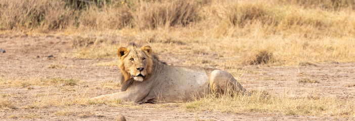 African lion in Amboseli National Park in Kenya Africa