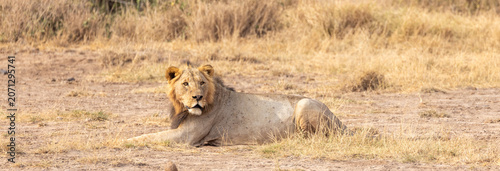 African lion in Amboseli National Park in Kenya Africa