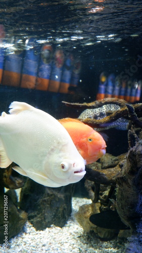 Two beautiful fish, one white and one orange, swim peacefully in a vibrant freshwater aquarium, offering a serene glimpse into their aquatic realm