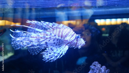 Vibrant Venomous Lionfish Swimming Inside a Large Public Aquarium Display Tank with Reflections