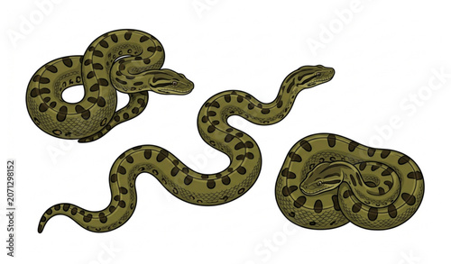 Foto Juvenile Green Anaconda Isolated Vector Illustration