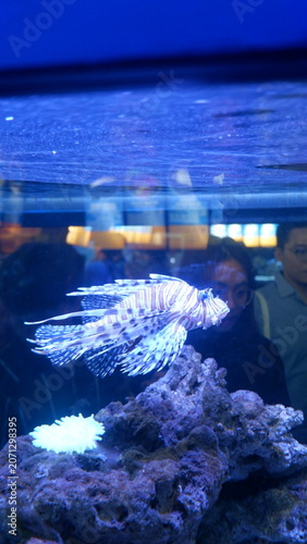 A majestic Lionfish, with its distinct striped body and elaborate venomous fins, gracefully explores its vibrant coral reef exhibit within a public aquarium