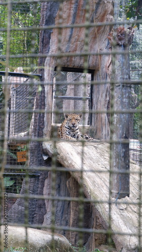 A young tiger cub rests on a tree trunk inside a zoo enclosure, looking curious and alert behind a metal fence
