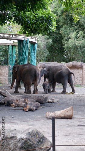 Family of Asian elephants with a baby calf walking in a peaceful zoo enclosure surrounded by trees and logs