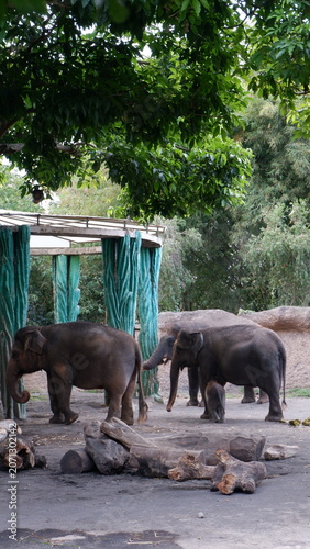 Three majestic elephants peacefully coexist in their spacious outdoor enclosure, highlighting the beauty and gentle nature of these magnificent creatures in a semi-natural setting