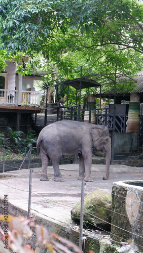 Majestic Gray Elephant Standing in a Green Zoo Enclosure with Tropical Trees and Protective Fencing