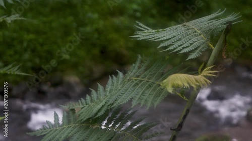 A closeup of a Mimosa pudica plant, also known as the sensitive plant, showcasing its unique leaf folding reaction in a lush Javan mountain environment, highlighting botanical wonders