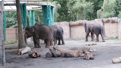 Asian elephants walking through a spacious zoo enclosure featuring wooden logs and trees