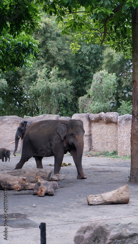 Majestic Asian Elephant Walking Through a Lush Zoo Enclosure with Natural Rocky Terrain and Tall Green Trees