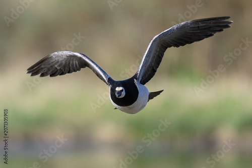 Barnacle goose (Branta leucopsis)
