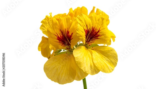 A vibrant blossom with ruffled, sunny yellow petals and a central cluster of deep red veins, set against a stark white backdrop