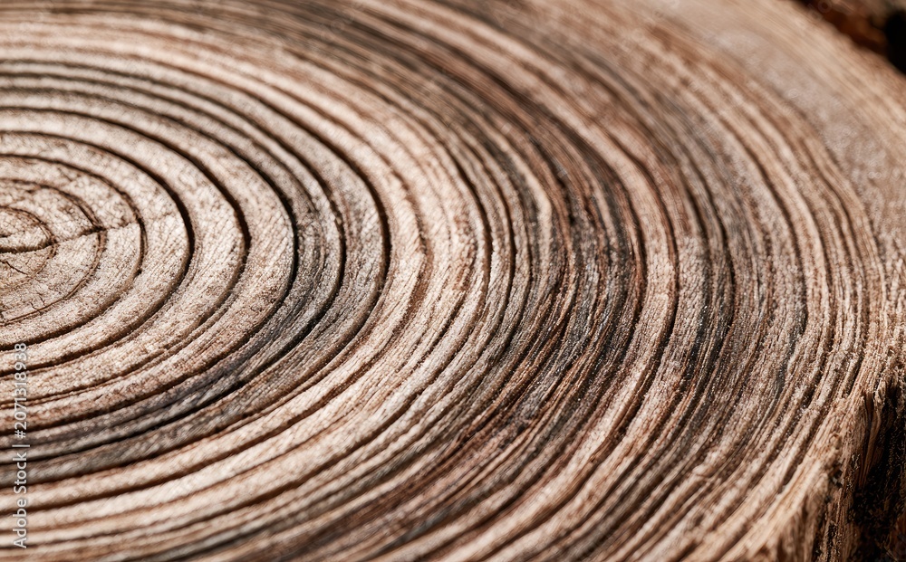 Fototapeta premium Close-up of weathered wood grain with concentric rings
