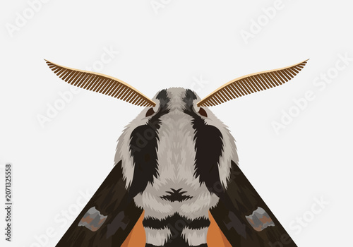 Frontal vector illustration of hawk moth showing pectinate antennae, symmetrical grey and black thorax patterns, and dorsal wing view isolated on white background for design.
