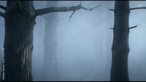 The video depicts a tranquil forest scene shrouded in mist or fog, creating an atmospheric and immersive environment