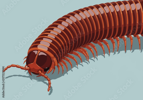 Close-up vector illustration of a reddish-brown millipede showing its segmented exoskeleton and numerous jointed legs on a plain background, featuring detailed head and antennae.