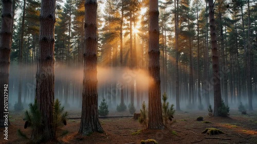 The images depict a serene forest scene during sunrise or sunset, with rays of sunlight filtering through tall, straight trees