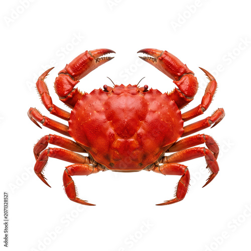 Red Crab Isolated Transparent Background