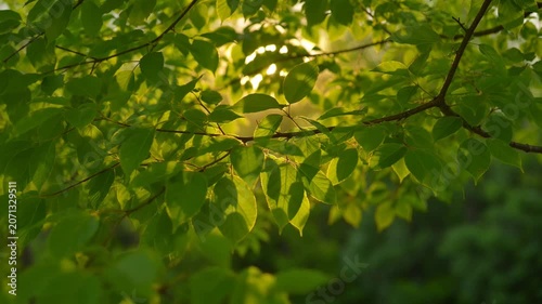 The images depict a close up view of a lush green tree branch with leaves illuminated by warm sunlight